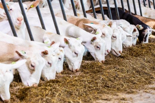 Geiten eten boerderij - 2976x1674px