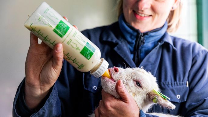  Kleine geit melk geven - 2976x1674px