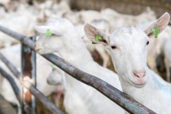 Foto geitjes - 3840x2160px