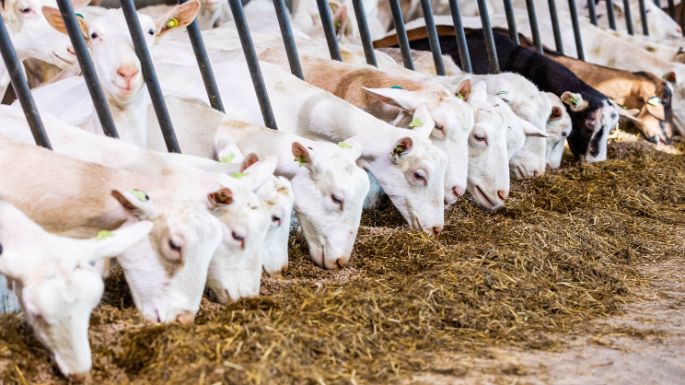 Geiten eten boerderij - 2976x1674px